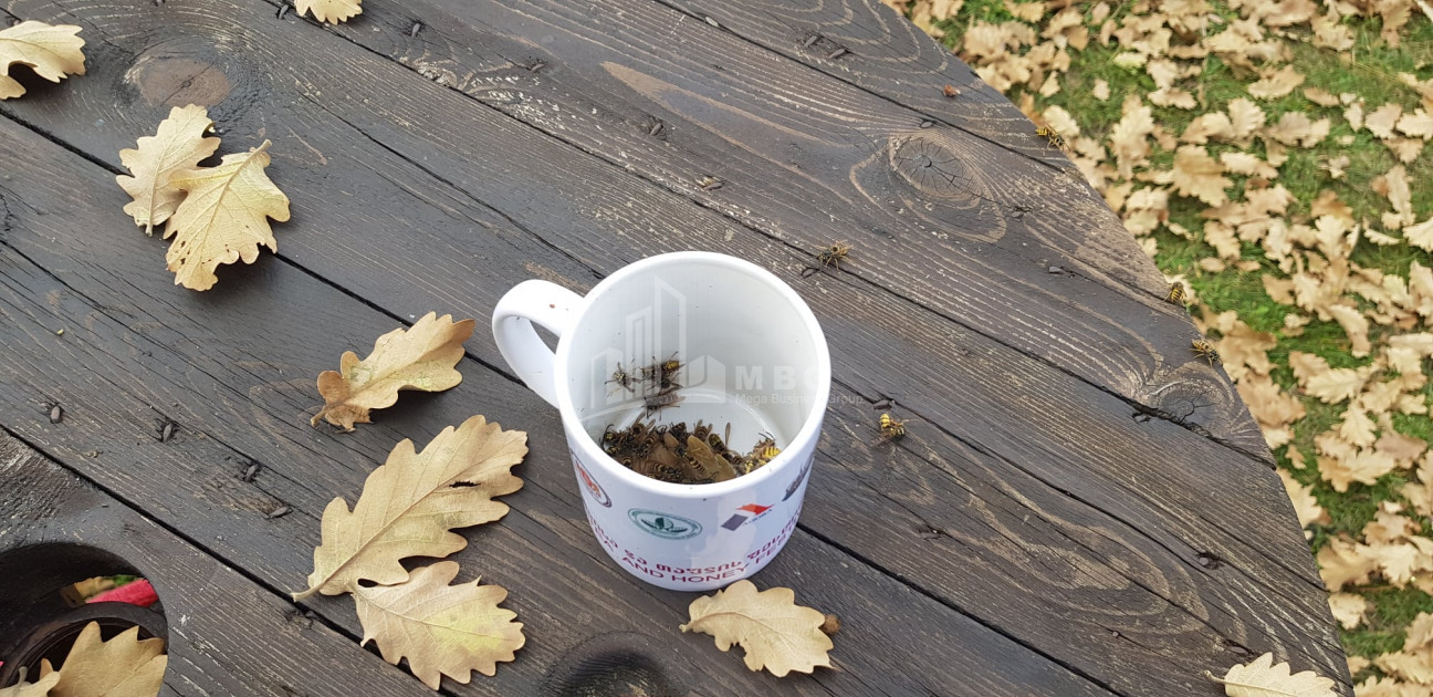 თეთრიწყაროს რაიონი, სოფელი ორბეთი - Green Space