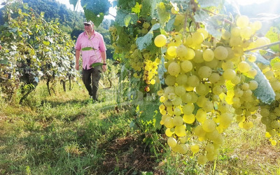 Рача - Лечхуми, Квемо Сванети