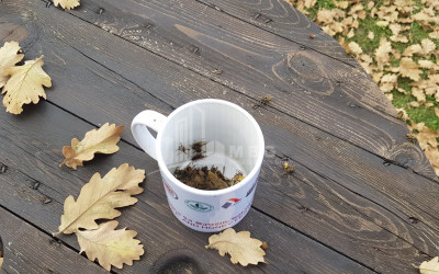 თეთრიწყაროს რაიონი, სოფელი ორბეთი - Green Space