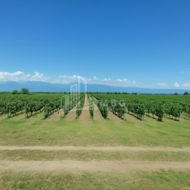 Продается Земля Бакурцихе Гурджаани Кахети