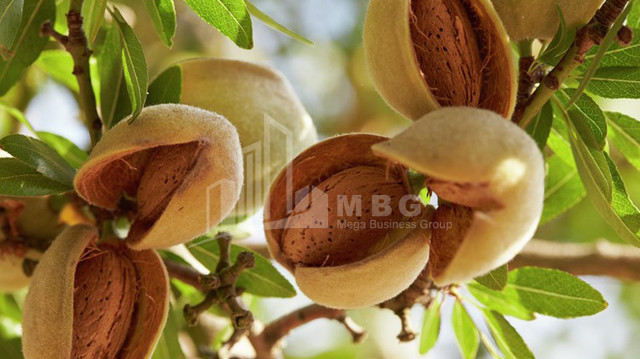 For Sale Land Marneuli Kvemo Kartli