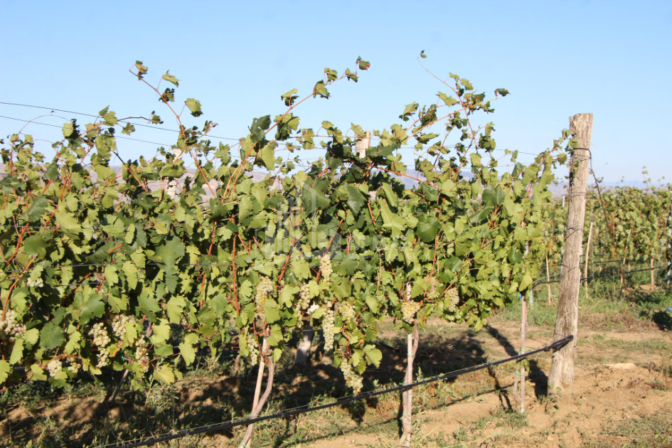 იყიდება კომერციული ფართი დოესი კასპი შიდა ქართლი