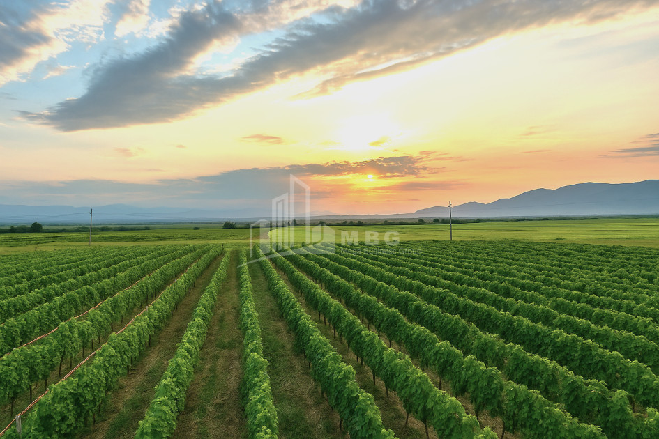 Продается Земля Шильда Кварели Кахети