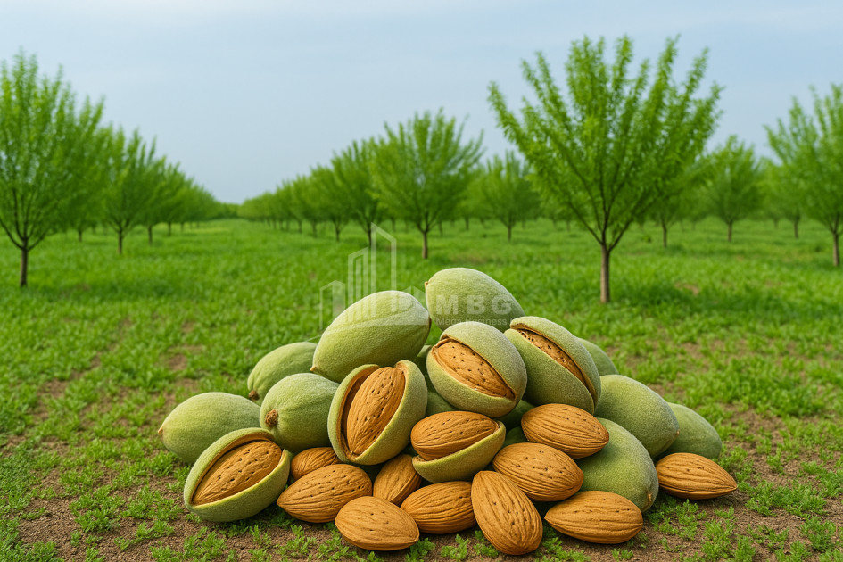 Продается Земля Болниси Квемо Картли