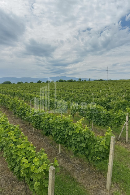 For Sale Commercial Shilda Kvareli Kakheti
