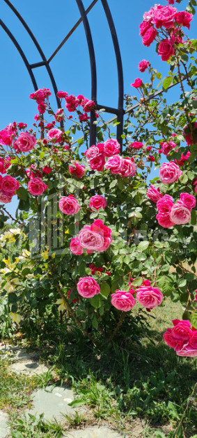 Продается Коммерческий Хашми Сагареджо Кахети