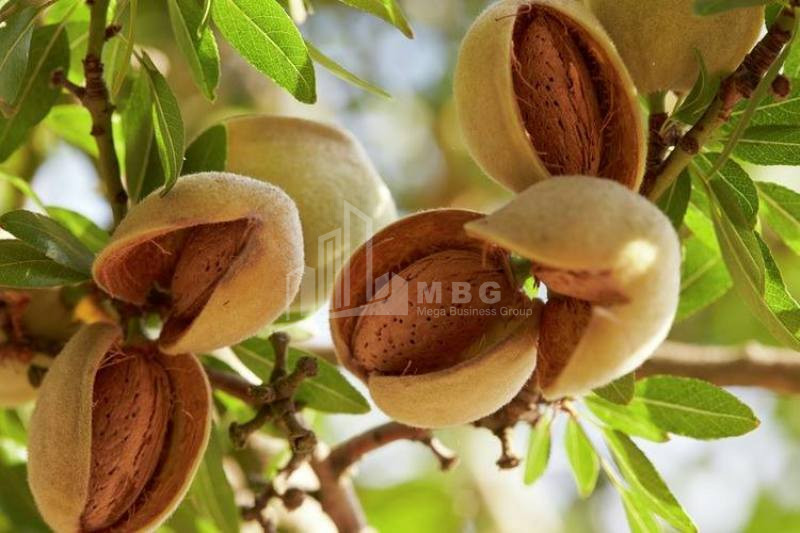 For Sale Land Marneuli Kvemo Kartli