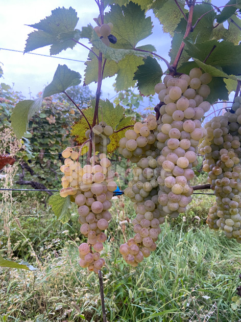 For Sale Land Tsinandali Telavi Kakheti