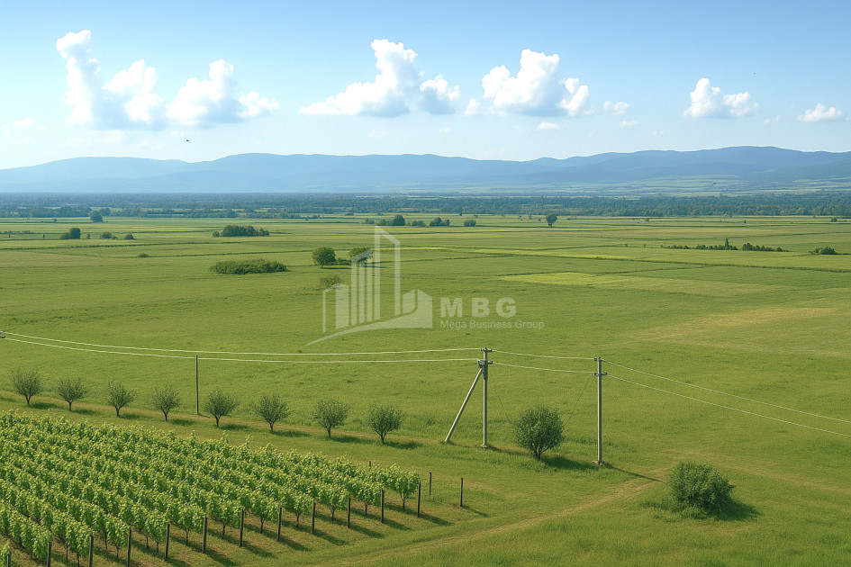 Продается Земля Шильда Кварели Кахети