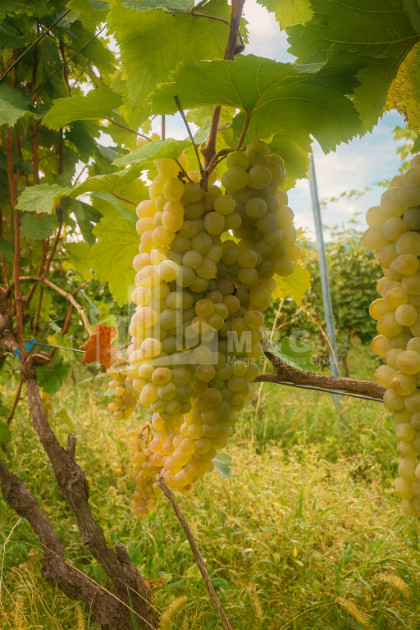 For Sale Land Tsinandali Telavi Kakheti
