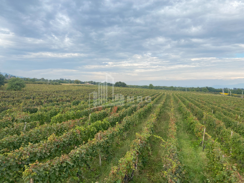 For Sale Land Tsinandali Telavi Kakheti