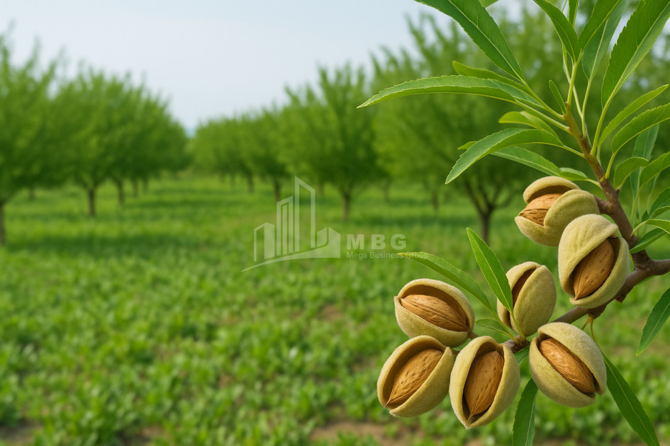 Продается Земля Болниси Квемо Картли