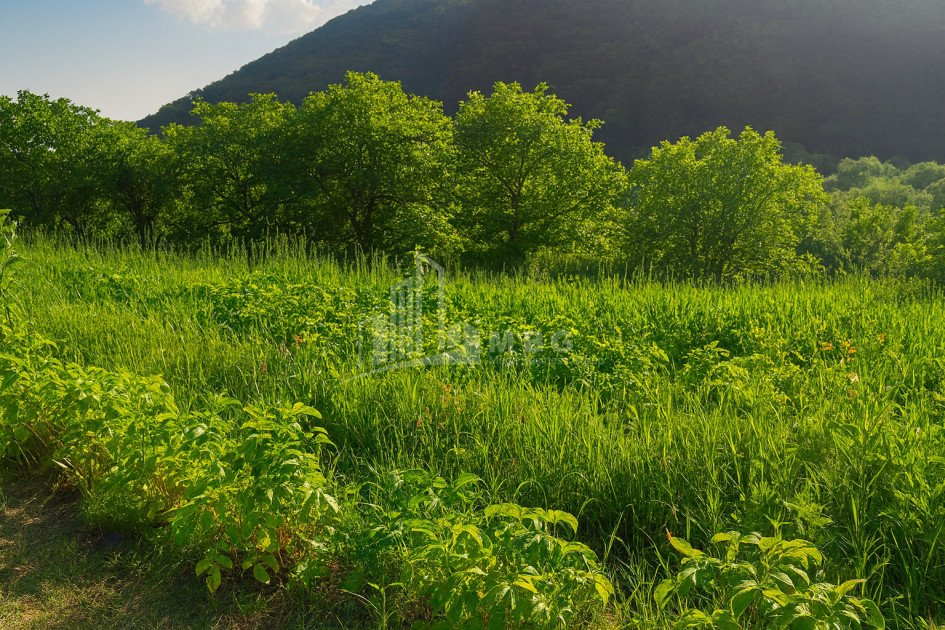 იყიდება მიწის ნაკვეთი ორხევი თიანეთი მცხეთა   მთიანეთი