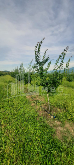 For Sale Land Marneuli Kvemo Kartli