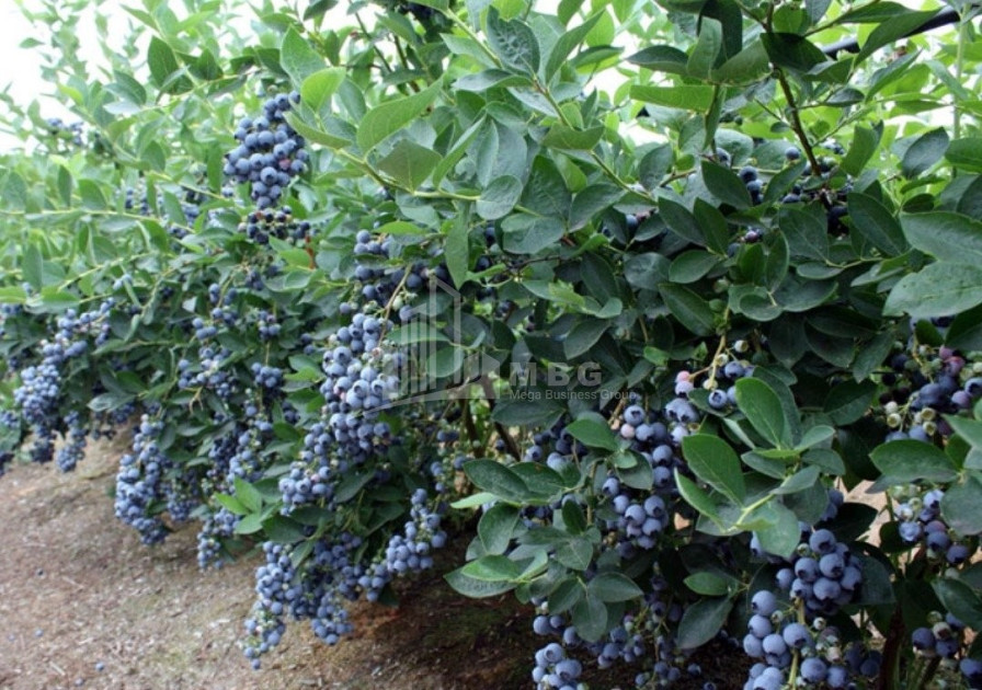 Продается Земля Самегрело   Верхняя Сванетия