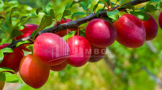 For Sale Land Marneuli Kvemo Kartli