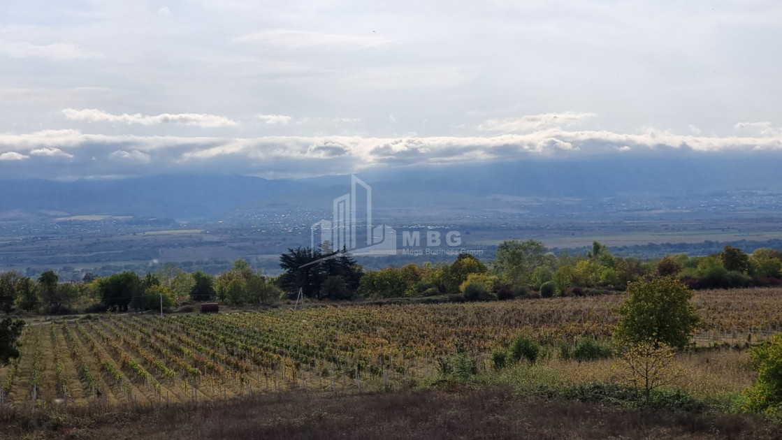 For Sale Land Eniseli Kvareli Kakheti