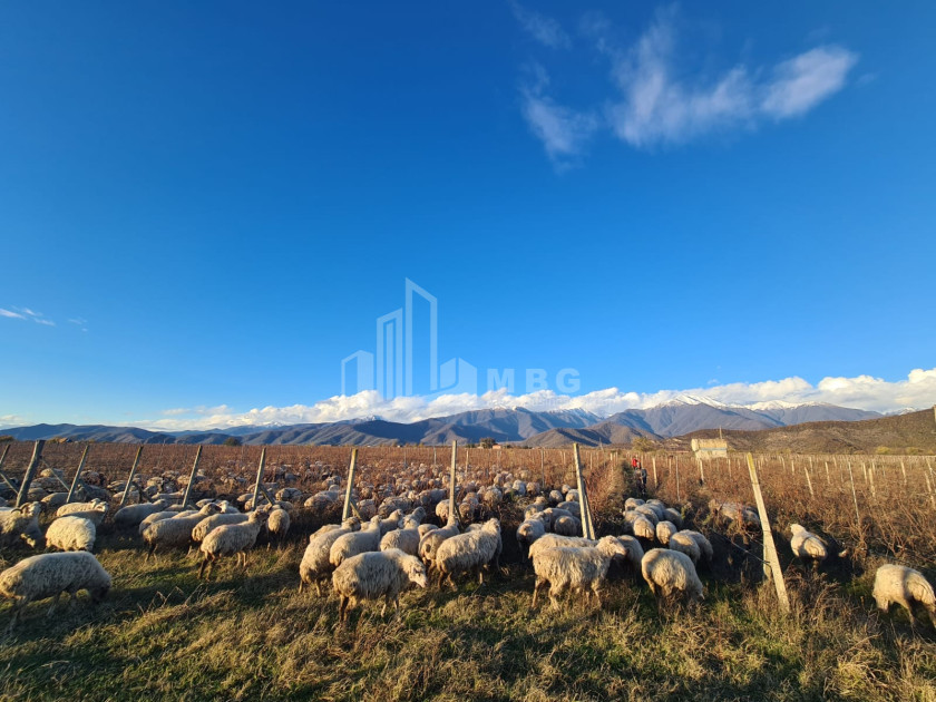For Sale Land Shilda Kvareli Kakheti