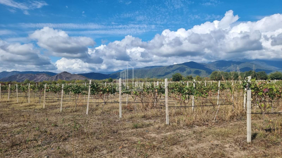 For Sale Land Eniseli Kvareli Kakheti