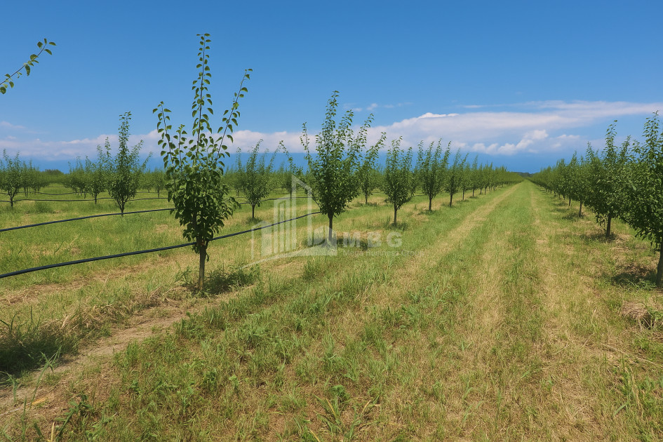 Продается Земля Бакурцихе Гурджаани Кахети