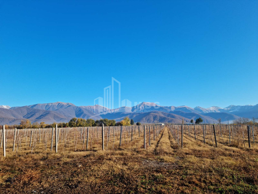 For Sale Land Eniseli Kvareli Kakheti