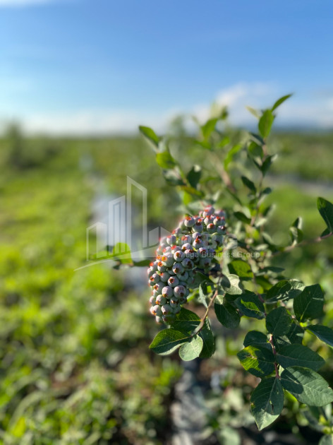 Продается Земля Самегрело   Верхняя Сванетия