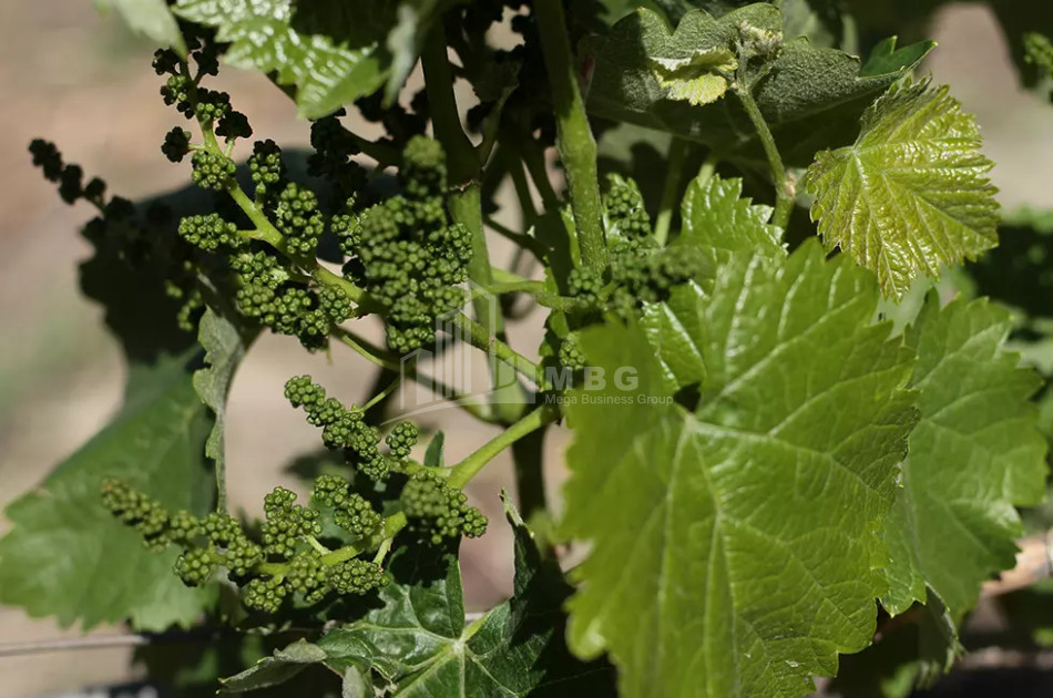 Продается Коммерческий Хашми Сагареджо Кахети