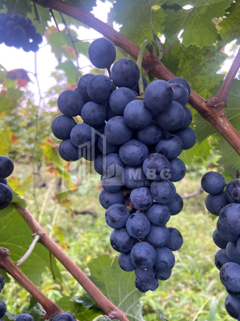 For Sale Land Tsinandali Telavi Kakheti