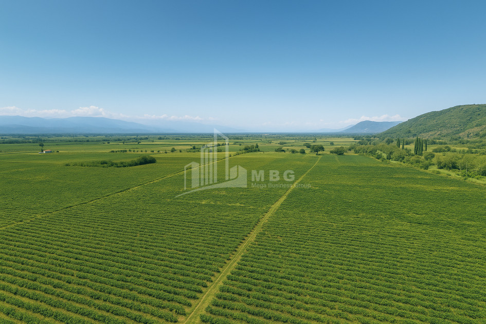 Продается Земля Шильда Кварели Кахети