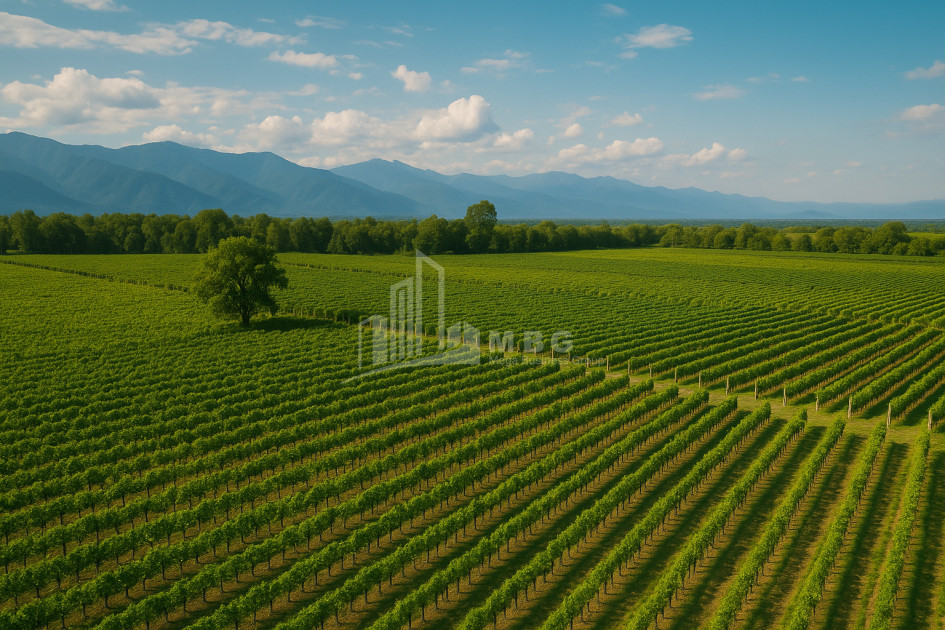 Продается Земля Бакурцихе Гурджаани Кахети