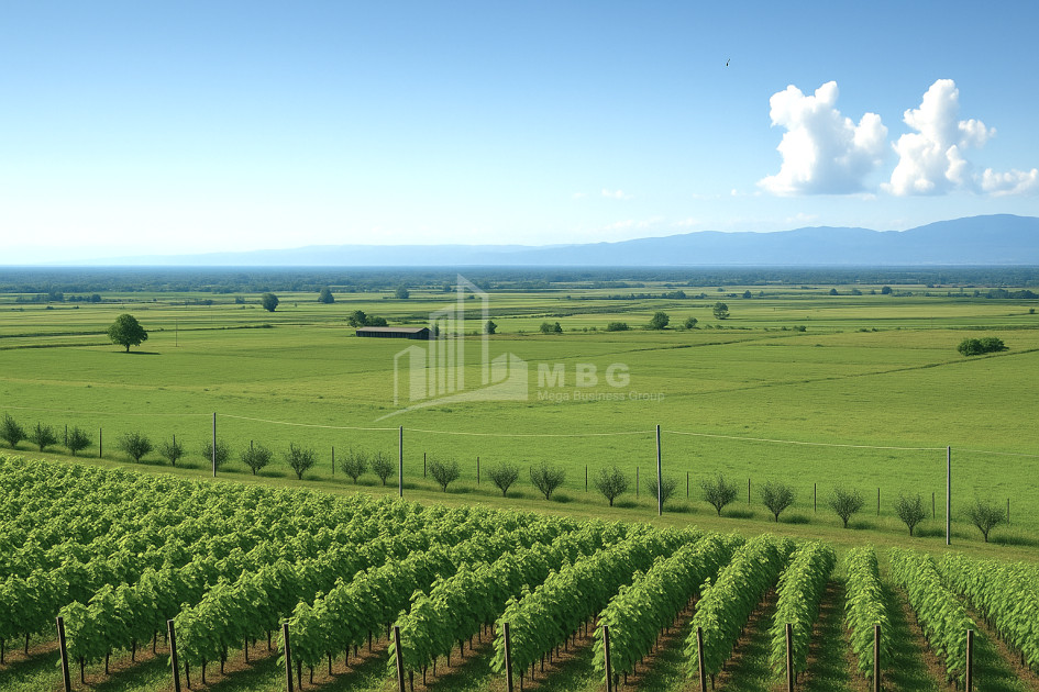 Продается Земля Шильда Кварели Кахети