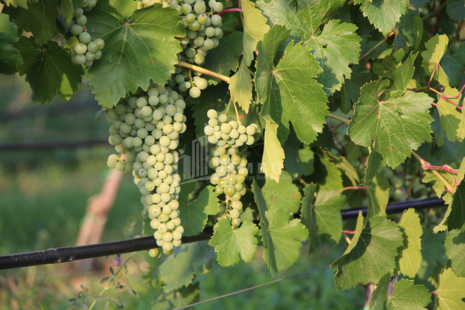 იყიდება კომერციული ფართი დოესი კასპი შიდა ქართლი