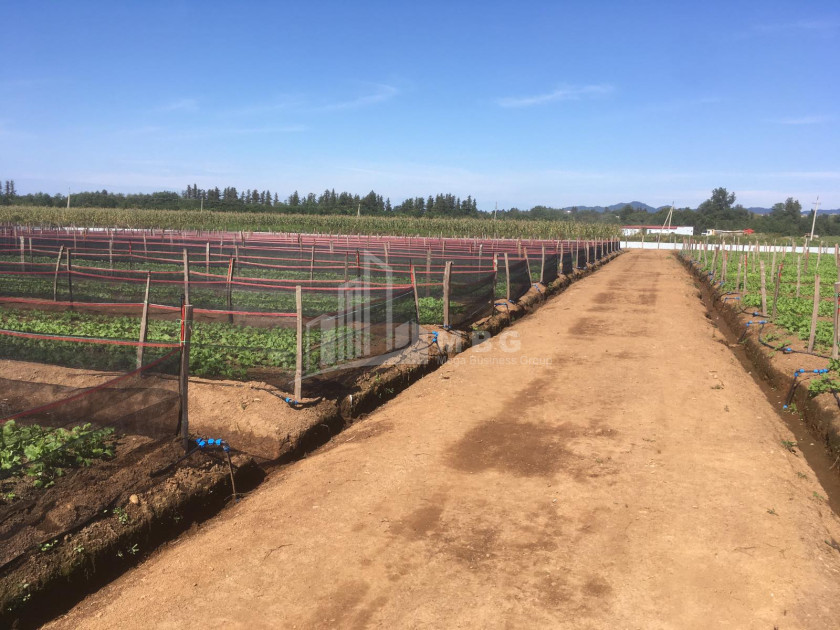 იყიდება მიწის ნაკვეთი გურია