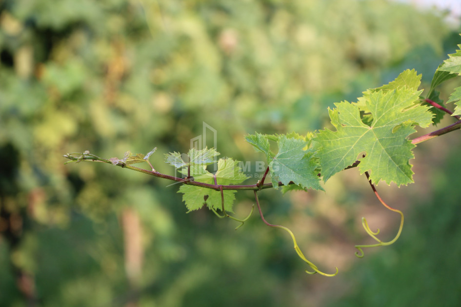 იყიდება კომერციული ფართი დოესი კასპი შიდა ქართლი