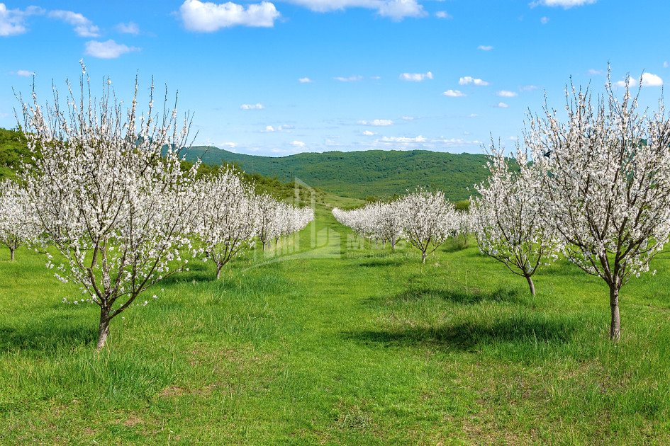 Продается Земля Болниси Квемо Картли
