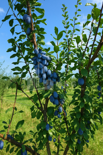 Продается Земля Бакурцихе Гурджаани Кахети
