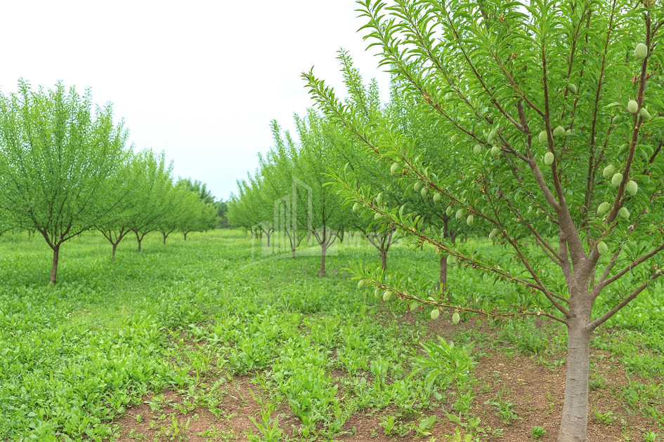 Продается Земля Болниси Квемо Картли
