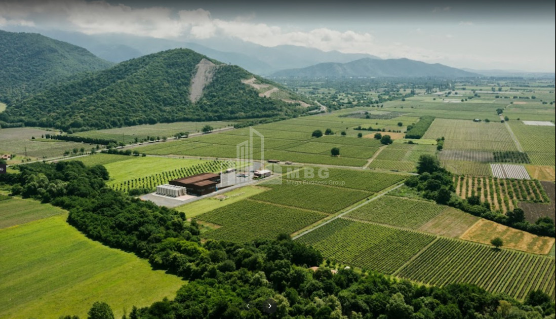 For Sale Land Kvareli Kakheti