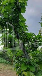 For Sale Land Marneuli Kvemo Kartli