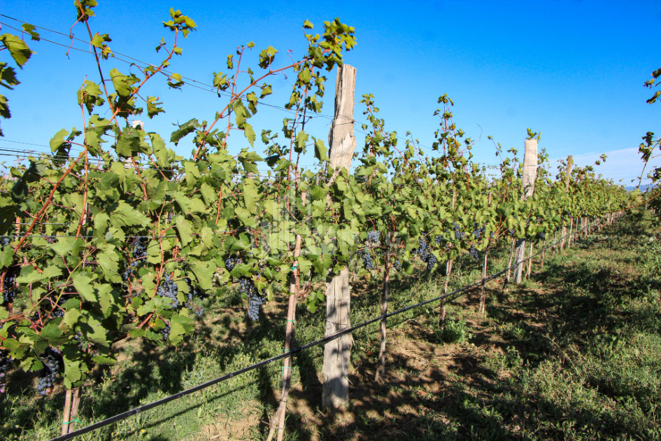 იყიდება კომერციული ფართი დოესი კასპი შიდა ქართლი