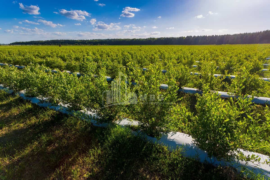 Продается Земля Самегрело   Верхняя Сванетия