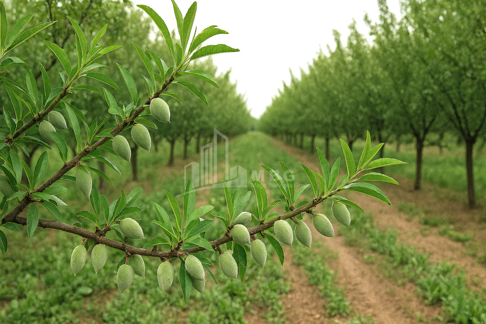 Продается Земля Болниси Квемо Картли