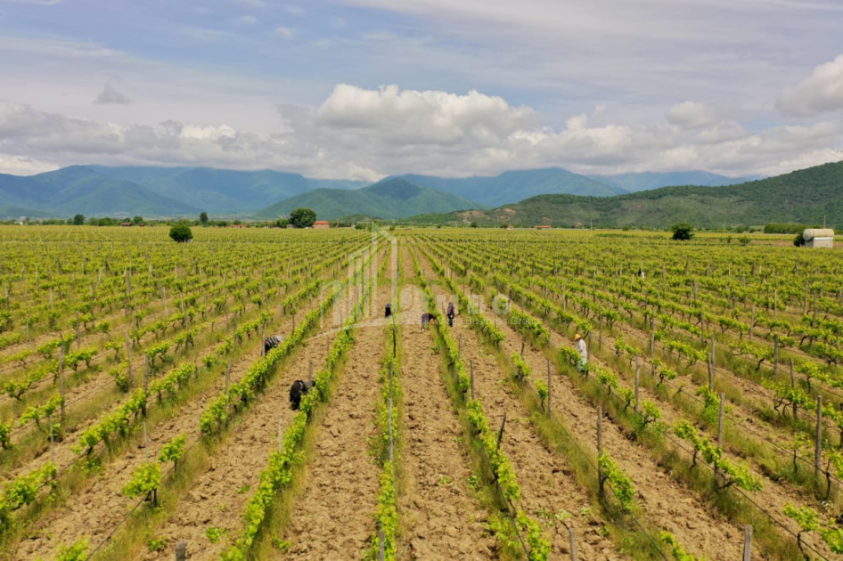 For Sale Land Shilda Kvareli Kakheti