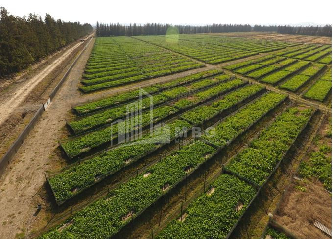 იყიდება მიწის ნაკვეთი გურია