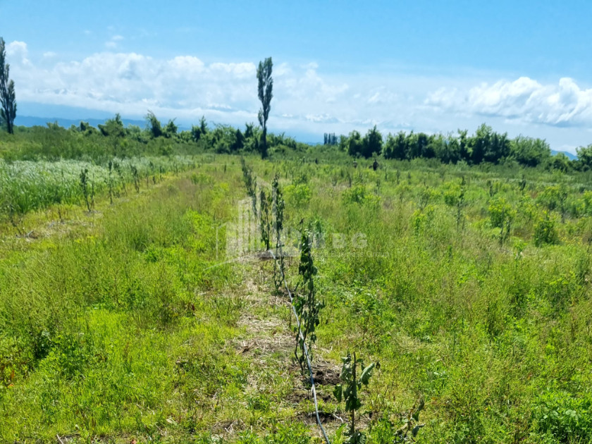 იყიდება მიწის ნაკვეთი სენაკი სამეგრელო   ზემო სვანეთი