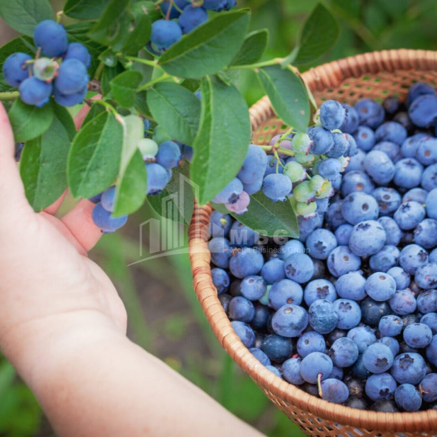Продается Земля Самегрело   Верхняя Сванетия