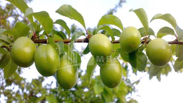 For Sale Land Marneuli Kvemo Kartli