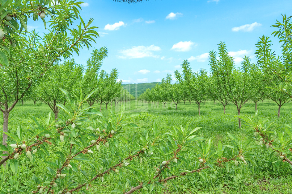 Продается Земля Болниси Квемо Картли