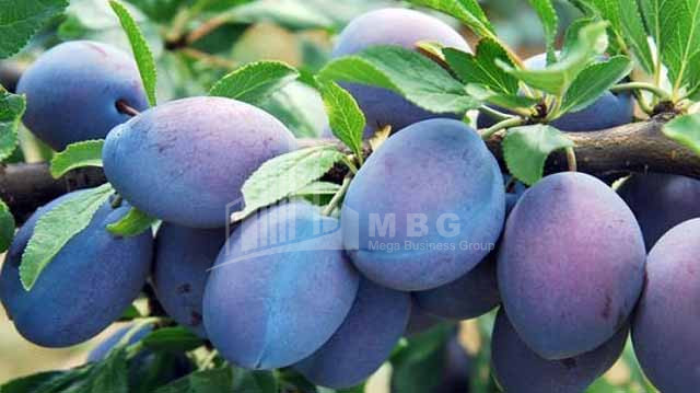 For Sale Land Marneuli Kvemo Kartli