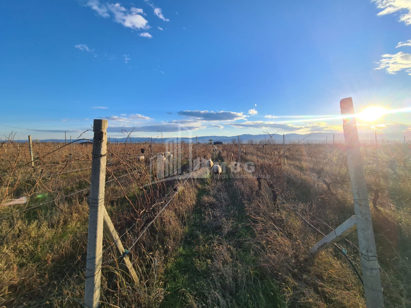 For Sale Land Shilda Kvareli Kakheti